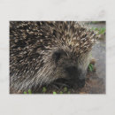 Recherche de porc épic cartes postales Épines