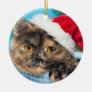 Recherche de ronronnement fect Amoureux des chats