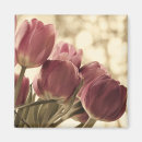 Recherche de photos de tulipe magnets Photographie