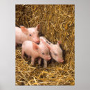 Recherche de cochon posters Ferme