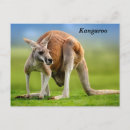 Recherche de kangourou drôle cartes postales Faune