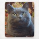 Recherche de russe bleu tapis souris Félin