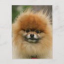 Recherche de spitz nain cartes postales Loulou
