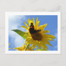 Recherche de amiral cartes postales Insecte
