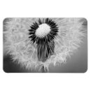 Recherche de graine photographie Dandelion