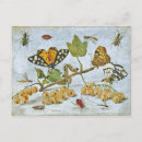 Recherche de peinture papillon cartes postales Insectes