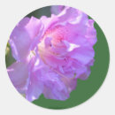 Recherche de azalée autocollants Rose
