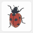 Recherche de beetle insect autocollants Coléoptères