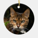 Recherche de chat bengale ornements Chats