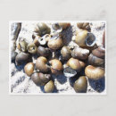 Recherche de eau douce cartes postales Nature