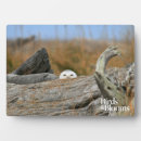 Recherche de hiboux plaques Oiseaux de proie