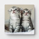 Recherche de photos de chaton Chatons