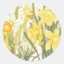 Recherche de narcisse autocollants Jardin