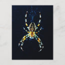 Recherche de diadèmes cartes postales Insecte