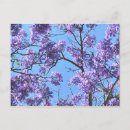 Recherche de jacaranda cartes postales Fleurs
