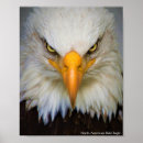 Recherche de nord américain posters Nature