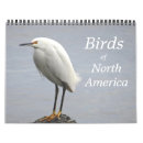 Recherche de deux oiseaux photographie Nature