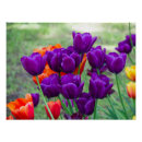 Recherche de tulipe violette posters Fleurs