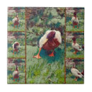 Recherche de canards carreaux Oiseau