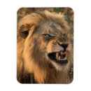 Recherche de colère magnets Animal