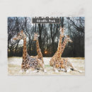 Recherche de girafe photo cartes postales Jungle