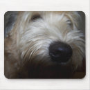 Recherche de blondes tapis souris Chien