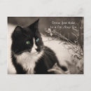 Recherche de adoption de chat cartes postales Cats