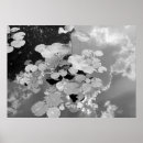 Recherche de protection de lis art Photographie