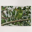 Recherche de parrot puzzles Animal
