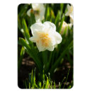 Recherche de narcisse magnets Nature