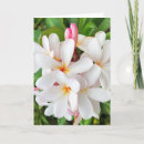 Recherche de plumeria vœux cartes Tropical