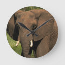 Recherche de buisson horloges Éléphant