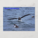 Recherche de pied noir cartes postales Oiseau