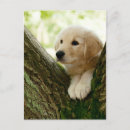 Recherche de chiot labrador cartes postales Animaux