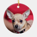 Recherche de pois photographie Animal