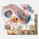 Recherche de aquatique papier cadeau Ernst haeckel