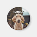 Recherche de chiens de garde magnets Pour animaux