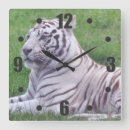 Recherche de tigre blanc horloges Sauvage