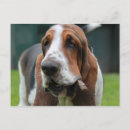Recherche de basset cartes postales Hound