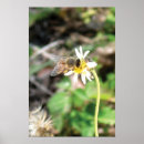 Recherche de pollinisation posters Abeilles