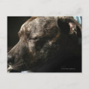 Recherche de tête taureau cartes postales Horizontal