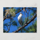 Recherche de paysage tropical cartes postales Faune