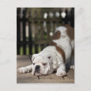 Recherche de bouledogue posters Horizontal