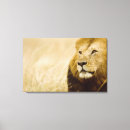 Recherche de lion masculin Faune