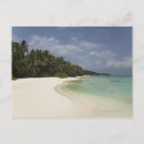Recherche de cocotier cartes postales Vacances
