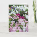 Recherche de pétunia vœux cartes Photographie florale