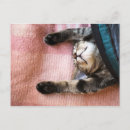 Recherche de le chaton cartes postales Tête d'animal