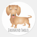 Recherche de dashund Daschund