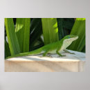 Recherche de lézards posters Reptile