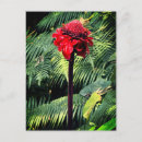 Recherche de fleur gingembre cartes postales Torche